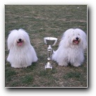 CAC Velika Gorica 2008 CAC Velika Gorica 2008